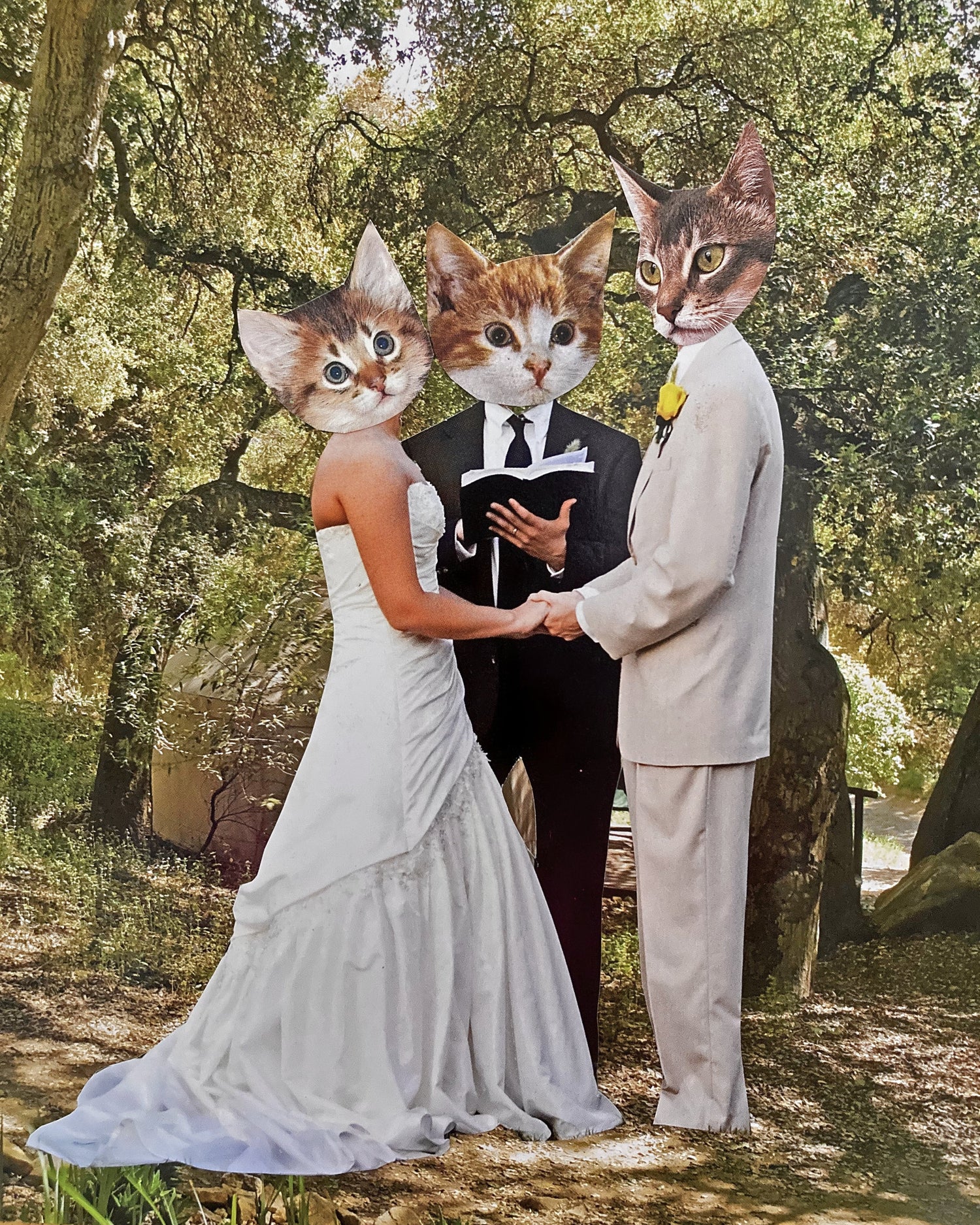 Cats in Love