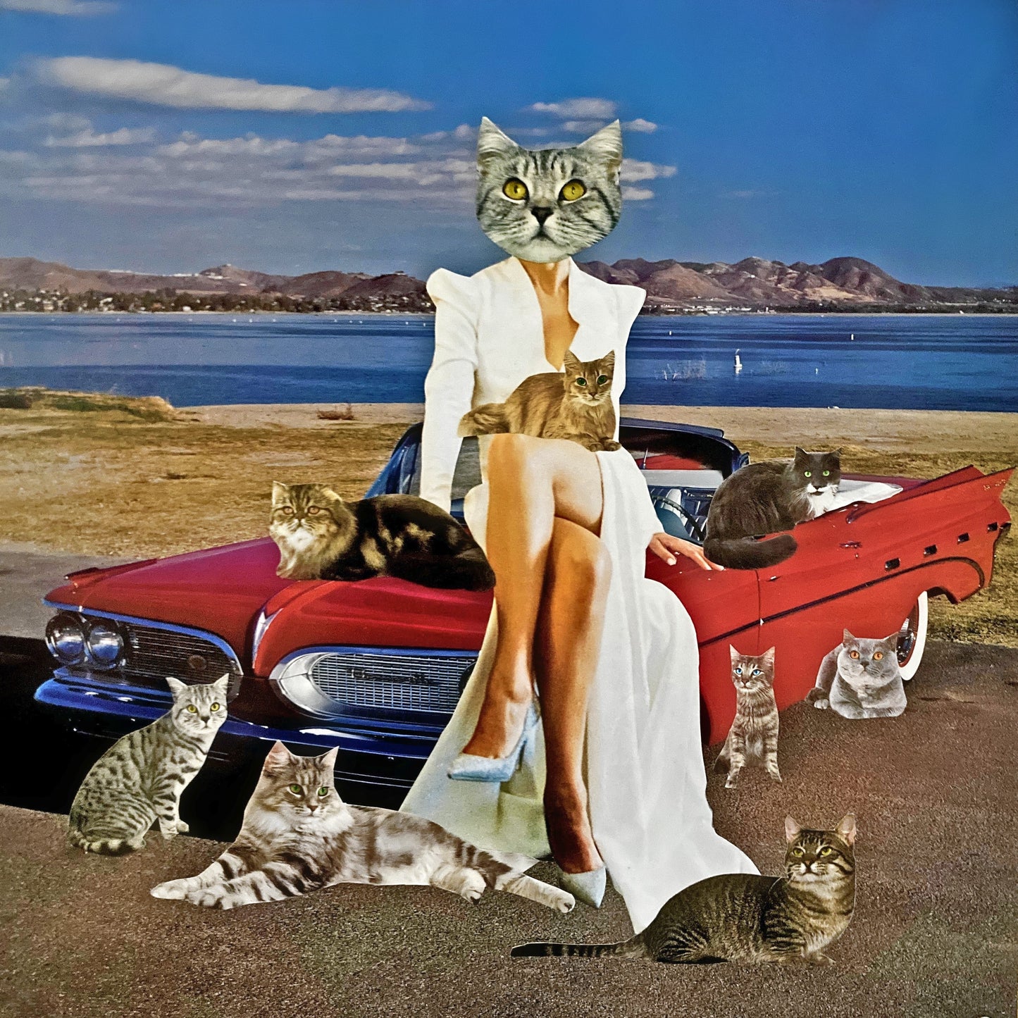 "Cruising With My Cats" Art Print